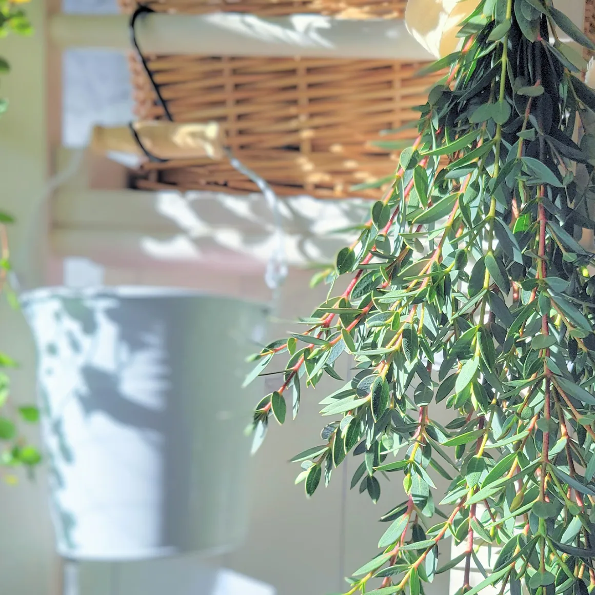 天井から下がる植物の写真